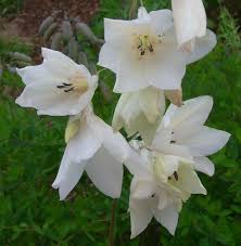 Image result for Dierama formosum × plowesii