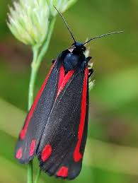 Black And Red Caterpillar Uk Cinnabar Moth Black And Red Butterfly Moth Moth Caterpillar Red Butterfly