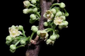 Image result for Trichilia capitata