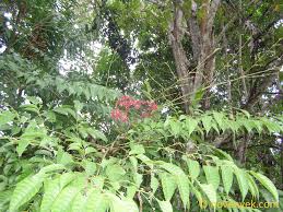 Image result for Leea guineensis