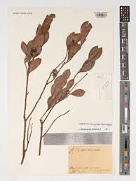 Image result for Vaccinium madagascariense