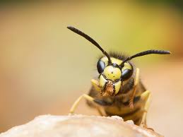 Any pest control company should provide full and detailed reports. Ultimate Pest Control Pest Control North West England