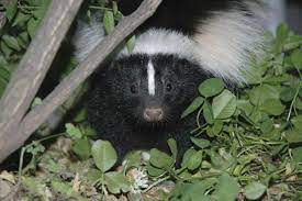Skunks carry rabies, and most people are aware of their malodorous spray. How To Get Rid Of Skunks From Your Garden Hgtv