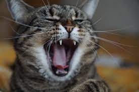 If it's not yours, don't use imgur. How To Tell If A Cat Is In Pain Vet Help Direct