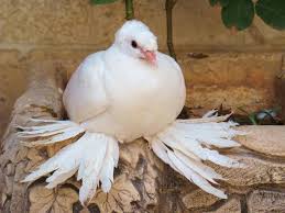 Pin By Aysun On Kuslar Animals Birds Bird