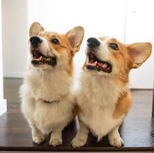 Puppies will rarely be available on demand and you will probably have. Corgi Breeder Colorado Springs The Y Guide