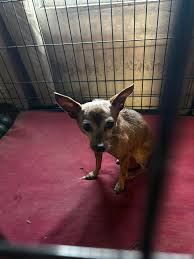 Austin Lost and Found Pets