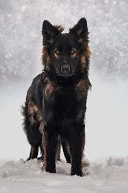 Peanut Butter Chocolate Snow Dog That S A German Shepherd Dogs Shepherd Puppies Snow Dogs