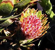 Scarlet ribbon | lovely garden feature in spring. Leucospermum Scarlet Ribbon Cactus Jungle