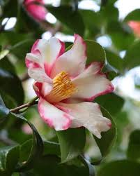 Camellia Vernalis Kamakura Shibori Japan 1958 Flower Aesthetic Pink Plant Beautiful Flowers