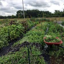 The process all starts by making sure your soil is properly prepped and ready for the sod. How To Prep Soil For A Flower Farm In 7 Steps Heirloom Soul Florals Wedding Florist And Flower Farm In Buffalo Ny Wny