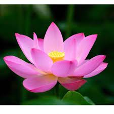 Lotus Bomb