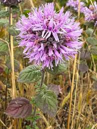 Image result for Monotes glaber