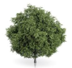 High Quality Free Tree 3d Model C4d Download Tree Free 3d Tree 3d Model