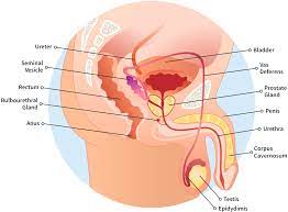 728 likes · 1 talking about this · 2 were here. Sperling Prostate Center Specialized Care For The Man You Care About