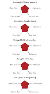 Alpha And Beta Thalassemia American Family Physician