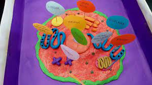Cut falia zurlina, dian purnamasari, yoby muchtam. Idea P P Sains Projek Model Sel Haiwan Dan Sel Tumbuhan