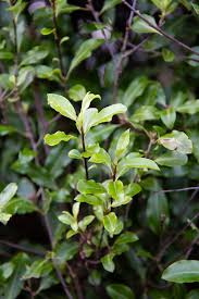 Image result for Pittosporum tenuifolium