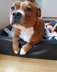 Cute Baby Pitbullpictures Cute Baby Animals Puppies Pitbull Puppies
