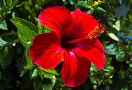 Goddess of plants and planting seeds. 10 Puja Flowers That Can Be Offered To God
