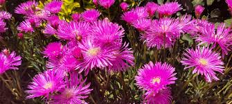 Image result for Lampranthus spp.