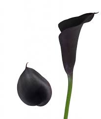 Odessa Black Calla Lily Shop Now At Calcallas Com Porcelaine Froide