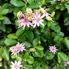 Image result for Grewia inaequilatera