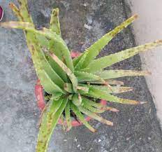 Brown spots are also known as age spots which are generally caused due to an increase in the production of cells known as melanocytes which lead aloe vera gel contains natural acids which help in skin regeneration. Why Is My Aloe Vera Plant Having Plant Spots Gardening Landscaping Stack Exchange