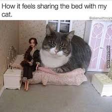 Funny Memes (14 Photos)