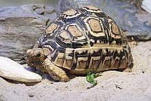 Je nach unterart kommen sie aber auch in sambia, botswana, namibia, angola, äthiopien oder dem südwesten. Pantherschildkrote Wikipedia