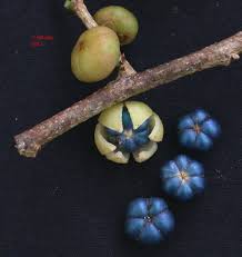 Image result for Margaritaria