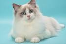 Ragdoll Cat Breed Profile | Petfinder