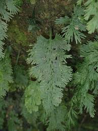 Image result for Trichomanes