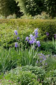 Iris Iris Barbata Elatior In Kombination Mit Anderen Stauden Pflanzen Stauden Galabau