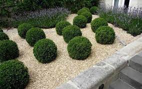 Large range of quality affordable plants. Buy Baby Gem Boxwood Free Shipping 1 Gallon Pot Size For Sale From Wilson Bros Gardens Online