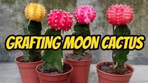 Pin On Succulents Regan S Sae
