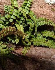 Image result for Vittaria reekmansii