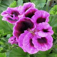 Image result for Pelargonium domesticum round-leaved bushy