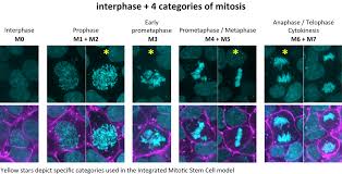 A regulated, continuous sequence of preparation (interphase) and division (mitosis) in a cell. Hips Cells During Mitosis Allen Cell Explorer