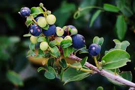 Image result for Scutia