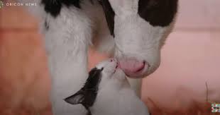 Cow cats are black and white cats with markings that make them look like mini holstein cows. Cow And Cat With Same Coat Patterns Are Besties Video Mimicnews
