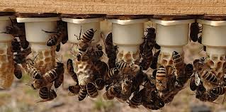 Need a new queen bee for your hive? Bees For Sale Buy Bees Buy Queen Bees Northumberland Honey Co