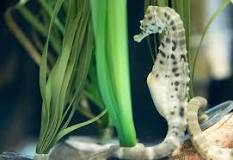 Image result for male seahorse pregnant