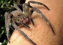 Перевод контекст brasilianische wanderspinne c немецкий на русский от reverso context: Brasilianische Wanderspinne Wikipedia