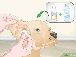 Ear mites, excessive hair, moisture or wax, foreign bodies, allergies if your dog has an infection he will likely have a fever, though his temperature may be normal with a localized infection such as a bite wound or other injury. 3 Ways To Treat Dog Ear Infections Naturally Wikihow Pet