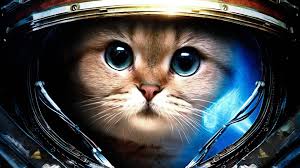 Chapter 3 imrad sample : Epic Cat Wallpapers Top Free Epic Cat Backgrounds Wallpaperaccess