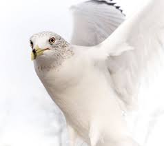 In lume vanatoarea excesiva, braconajul si distrugerea habitatului natural duce la punerea in pericol a multe specii. Poze Impresionante Cu Animale SÄƒlbatice De La Fotografi ProfesioniÈ™ti De Wildlife DeÈ™tepÈ›i Ro
