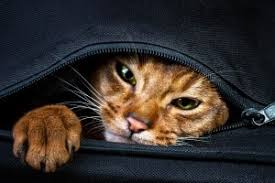 Für größere tiere brauchen mieter das einverständnis ihres vermieters. Details Zur Katzenhaltung In Der Mietwohnung Mietrecht 2021