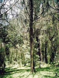 Image result for Juniperus procera