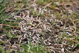 Greifen sie zu qualitativ hochwertigen rasensamen, dann erreichen sie auch das ergebnis, was sie sich erhofft haben. Wie Lange Ist Rasensamen Haltbar Haltbarkeit Von Grassamen